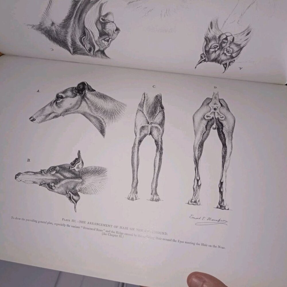 Anatomy of Animals Studies In The Forms Of Mammals And Birds Ernest E. Thompson